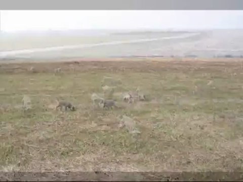 Chiots de Folie Falco 6sem et demi, 1ere sortie ds les champs, 4avr13