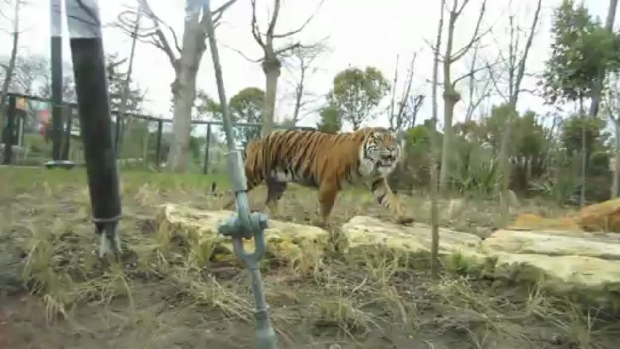 Tigre au zoo