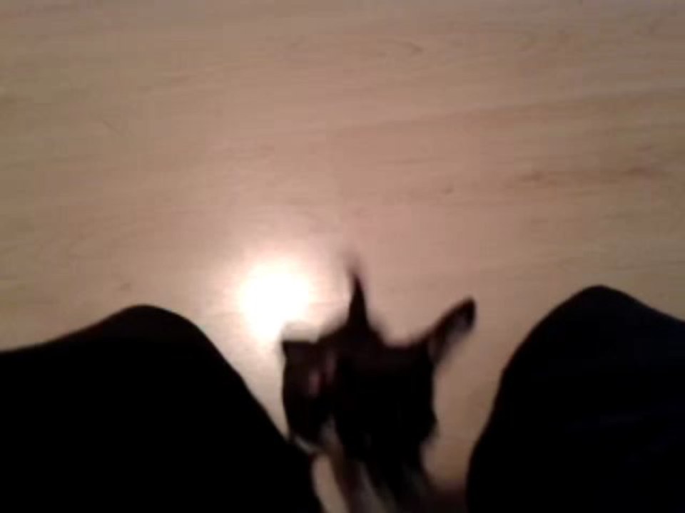 Petit travail d'obéissance pour Iron (assis)