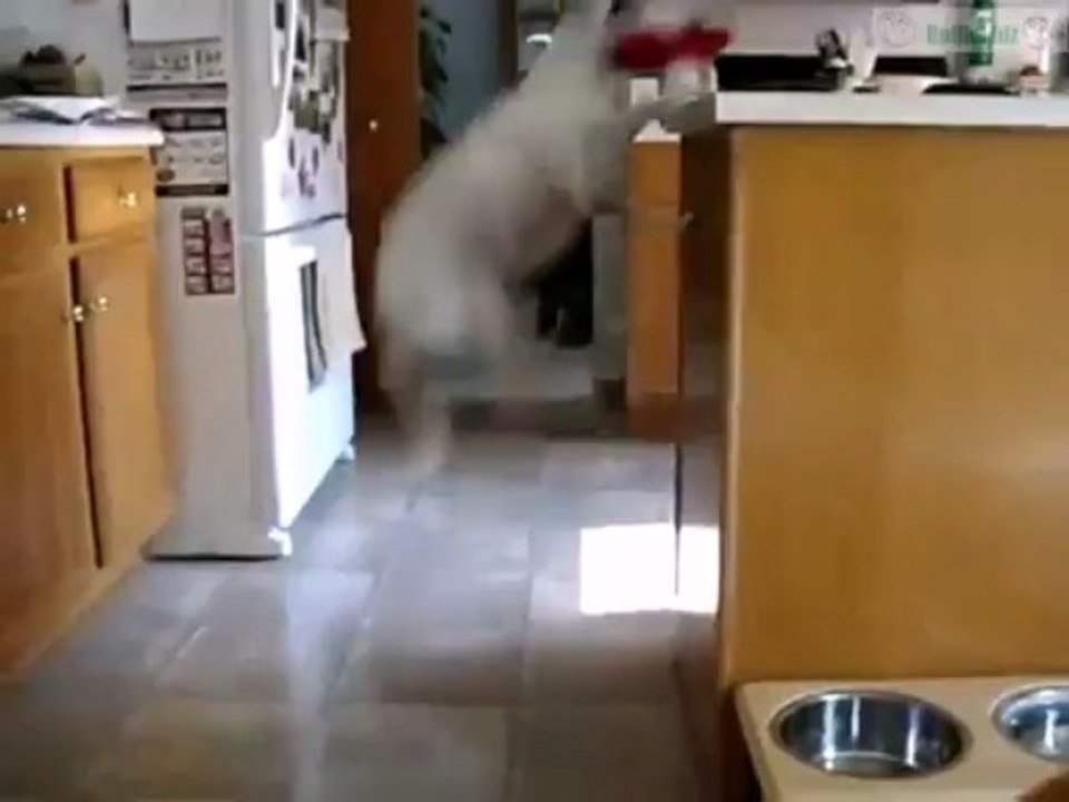 Hund mit überschüssiger Energie