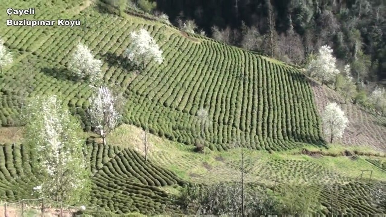 Çayeli - Buzlupınar ve Mezereleri Gezisi - 1