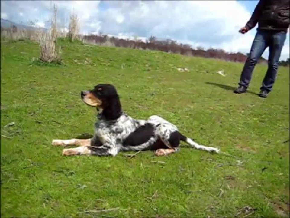 setter