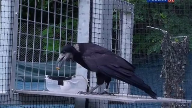 Думают ли птицы?