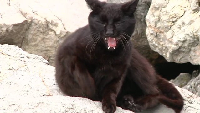 Donostia-San Sebastian | Les Minets sauvages | Euskadi Surf TV