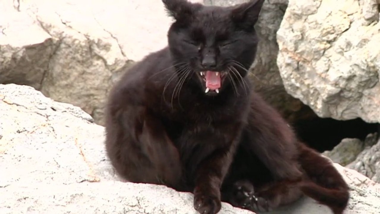 Donostia-San Sebastian  |  Les Minets sauvages    | Euskadi Surf TV