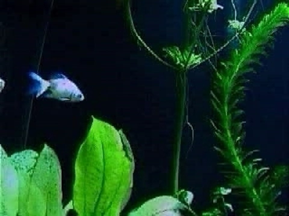 FishTank