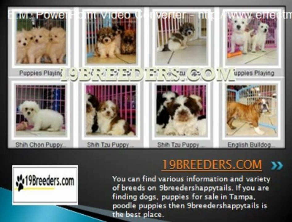 19breeders Reviews – A Brilliant Way to Find Recommendations on Puppies