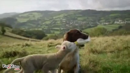 Dog Feeding Sheep