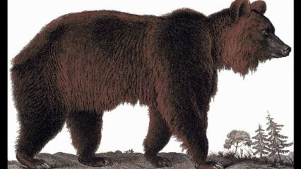 Ecologistas piden investigar muerte oso pardo