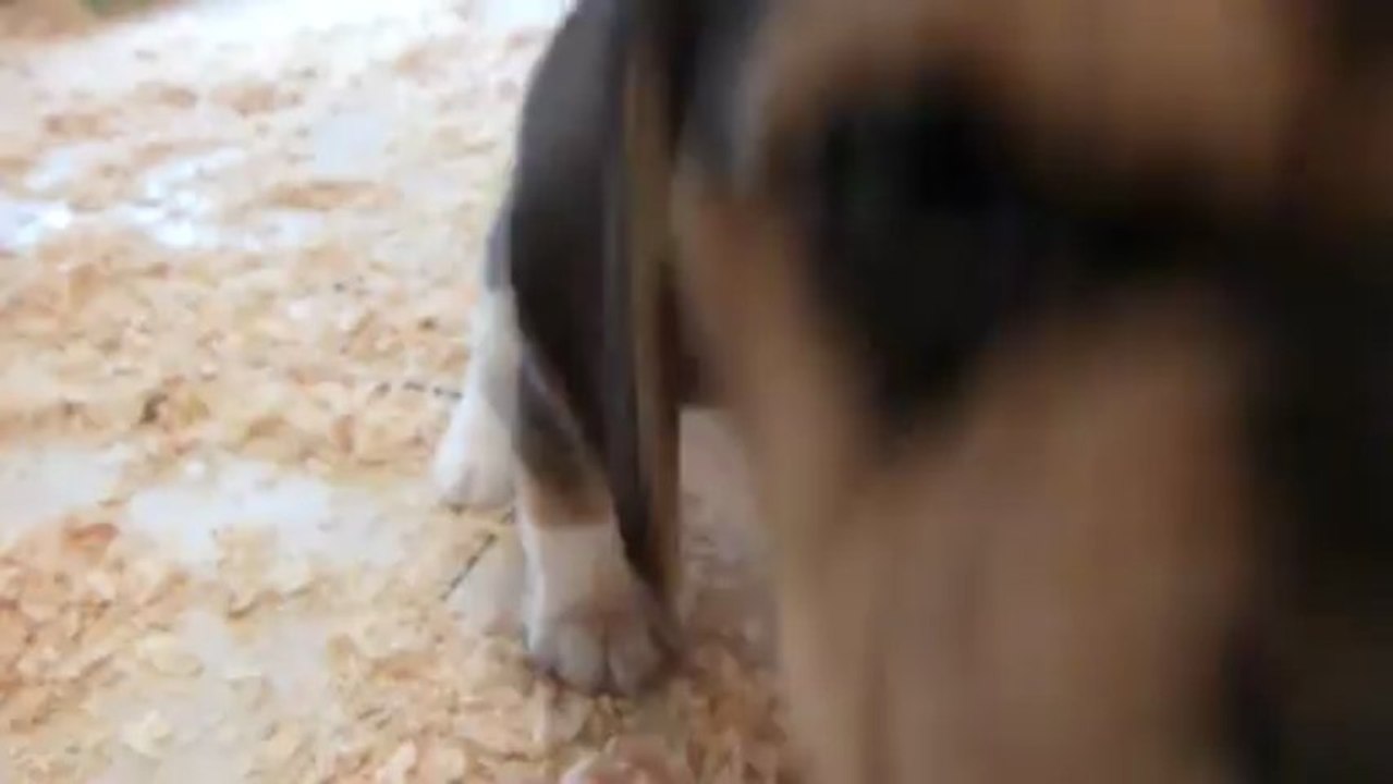 chiots d' elsa à1 mois