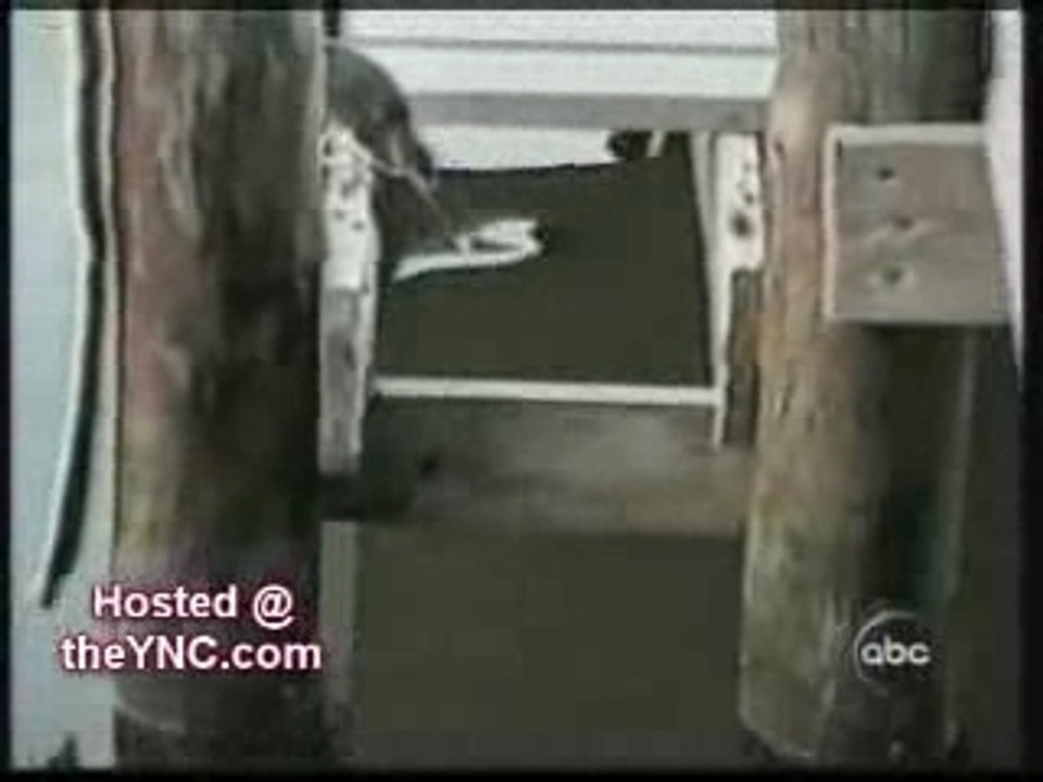 Pas bête ces bêtes !