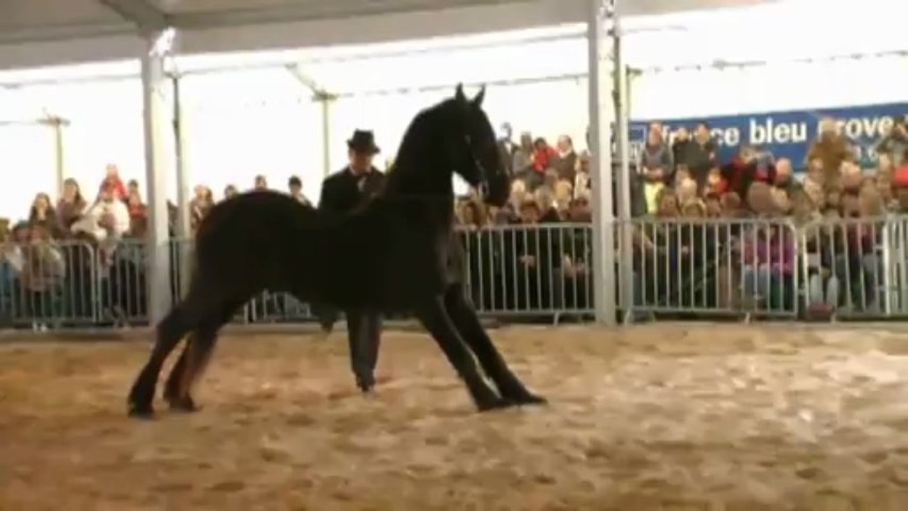 Spectacle de Cabaret Equestre - 31 mars 2013 - Calas (13) - 01