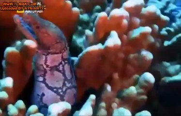 الفيلم الوثائقى اسماك القرش المفقودة