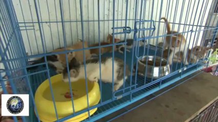 Suzhou Small Animals Protection Association, interview with Ma Wen Wei, shelter administrator.