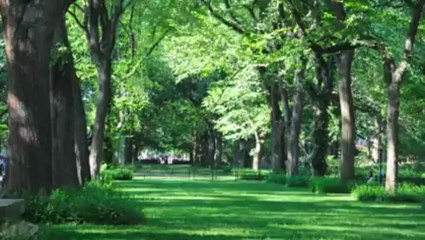 Go-Go Dog Pals in New York