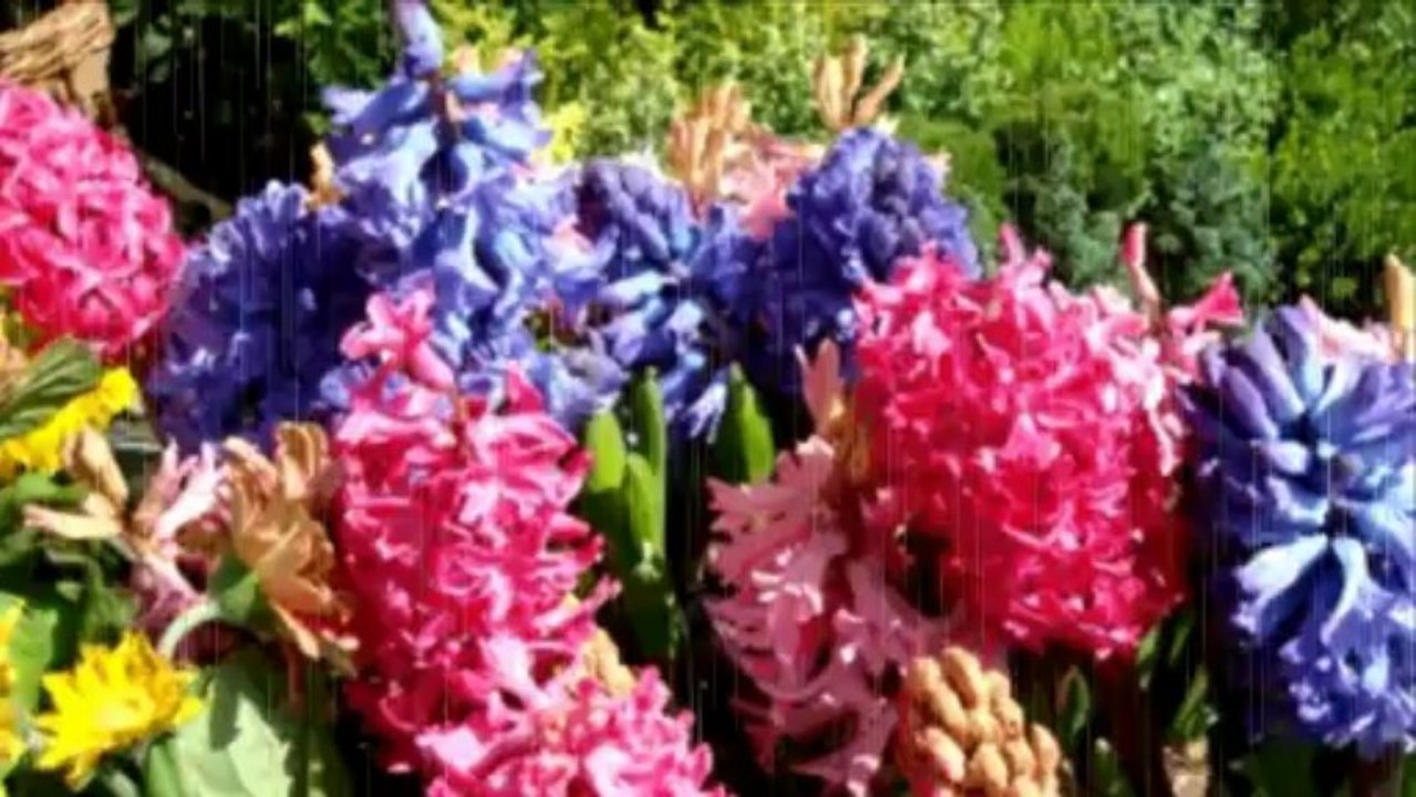 RÓZSÁK  KERINGŐJE