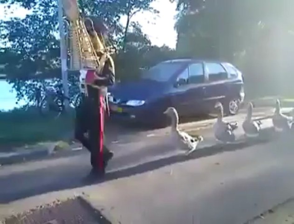 marcha de patos