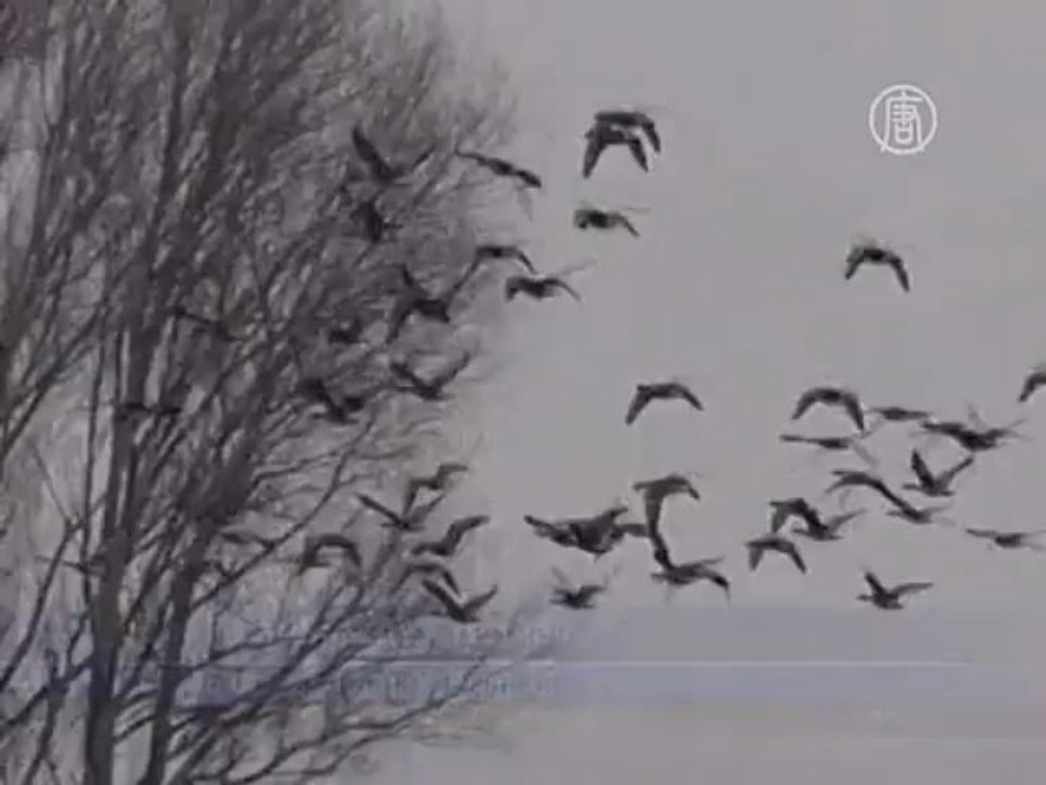 Перелётные птицы не могут улететь на север