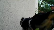 Regardez les exploits de ce chien spécialiste du Parkour