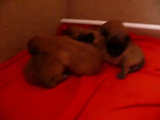 Chiots Floc x Bulle à 5 jours