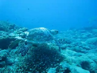 turtle a Lombok
