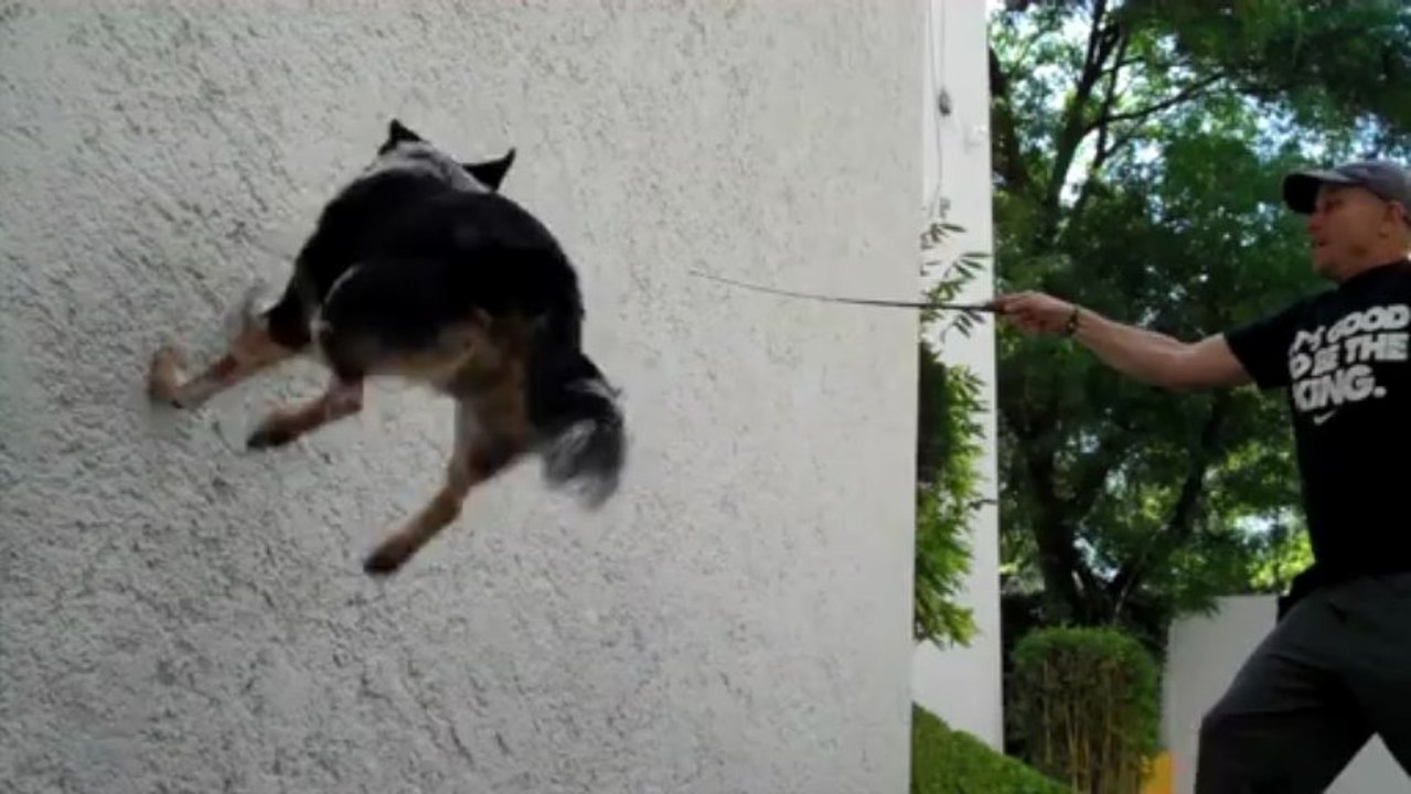 BAD ASS DOG 2