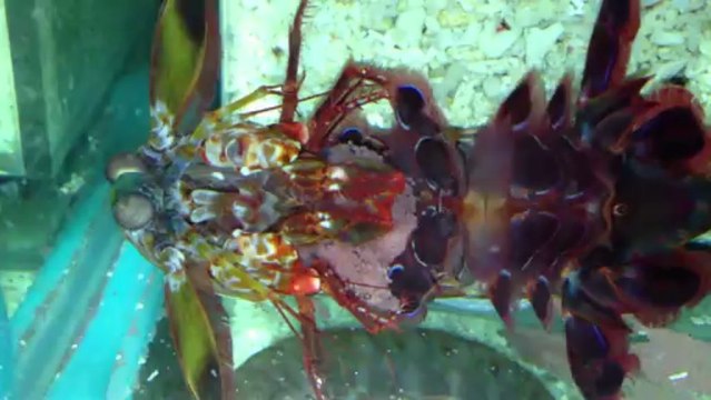 MA SQUILLE QUI OXIGENE SES OEUFS...KH