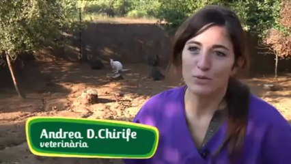 TV3 - Veterinaris - Veterinaris - capítol 94