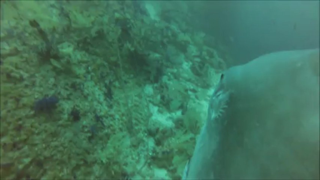 Mola Mola à Musandam (Oman) (mars 2013)