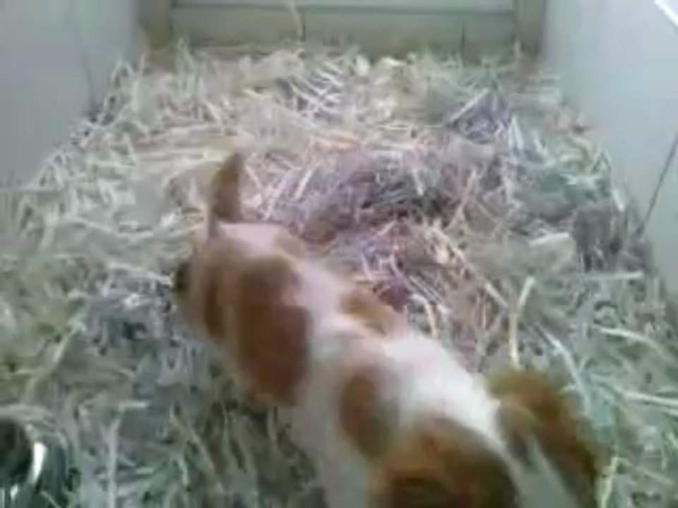 satilik cavalier king charles yavrulari  0533 3974577