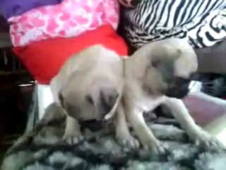 tam orjinal satilik pug mops yavrulari 05333974577