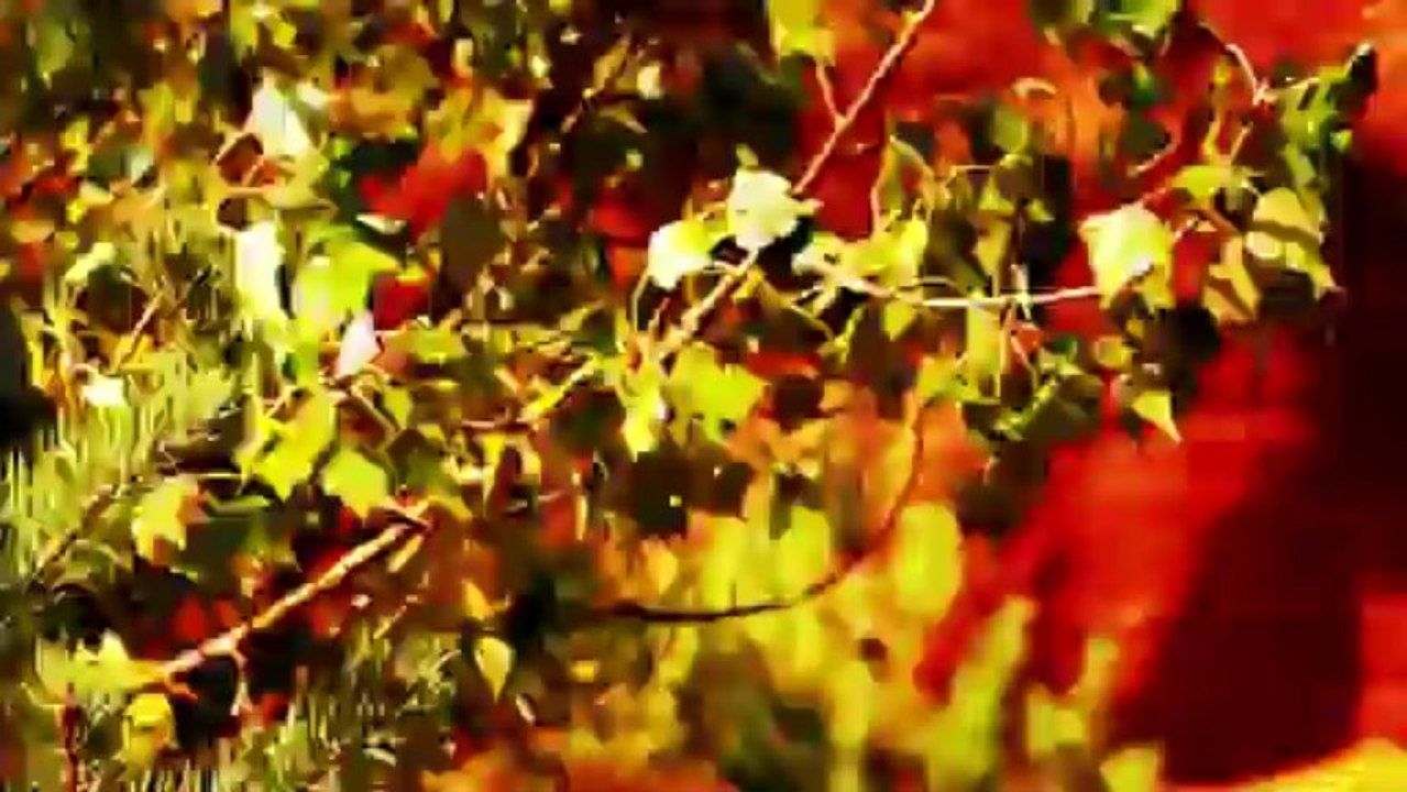 HAROLD MARTINEZ "Faith Healer" (clip officiel)