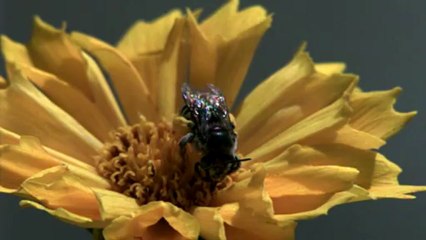 Bee flight in slow motion with pollen