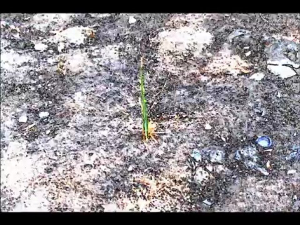 Notas de campo...