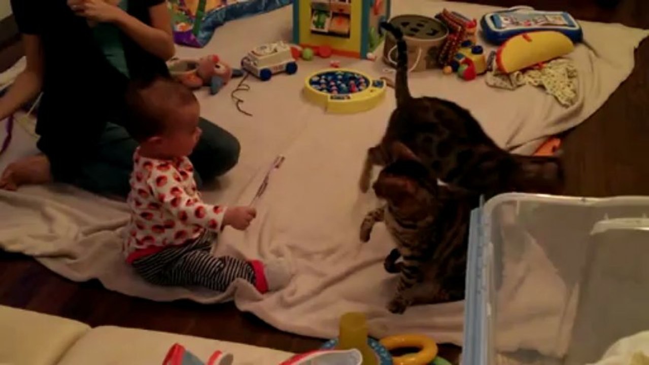 Cat vs Baby Round 1... FIGHT!