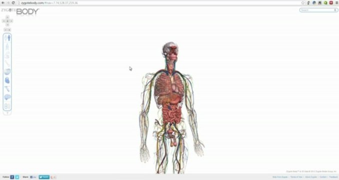 Как работает мозг. Интеллект. Чем думает человек?