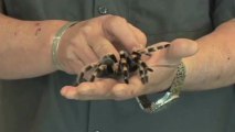 New Species of Giant Tarantula Discovered