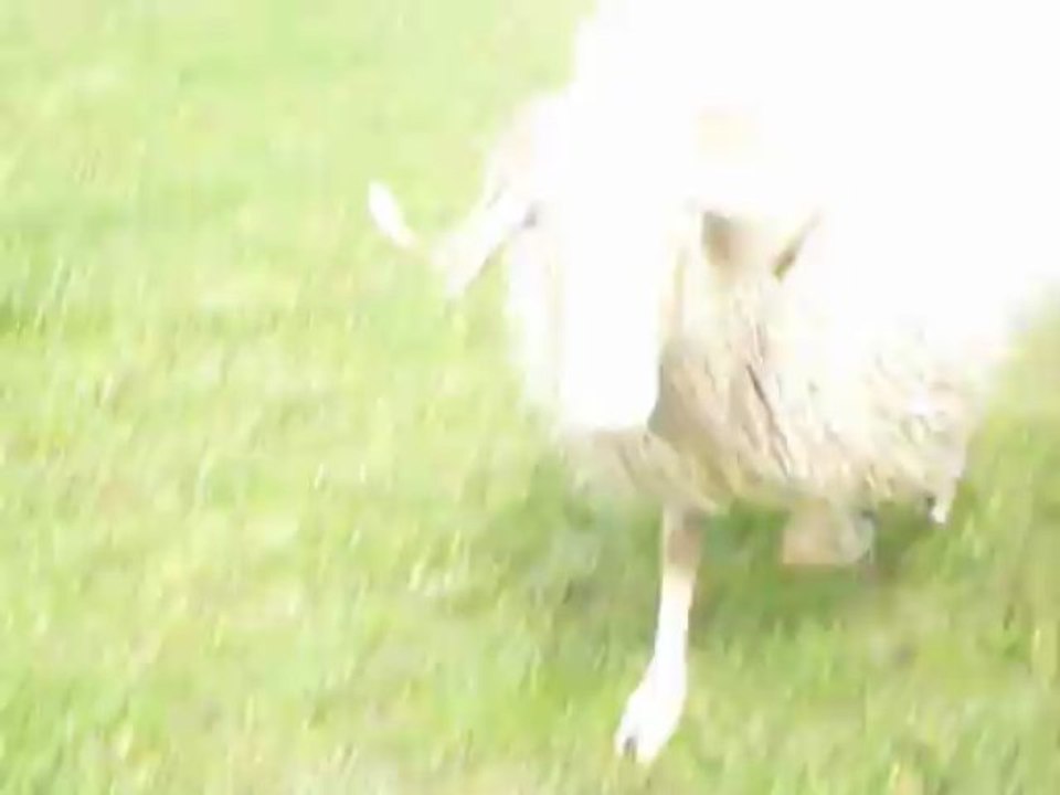 mouton