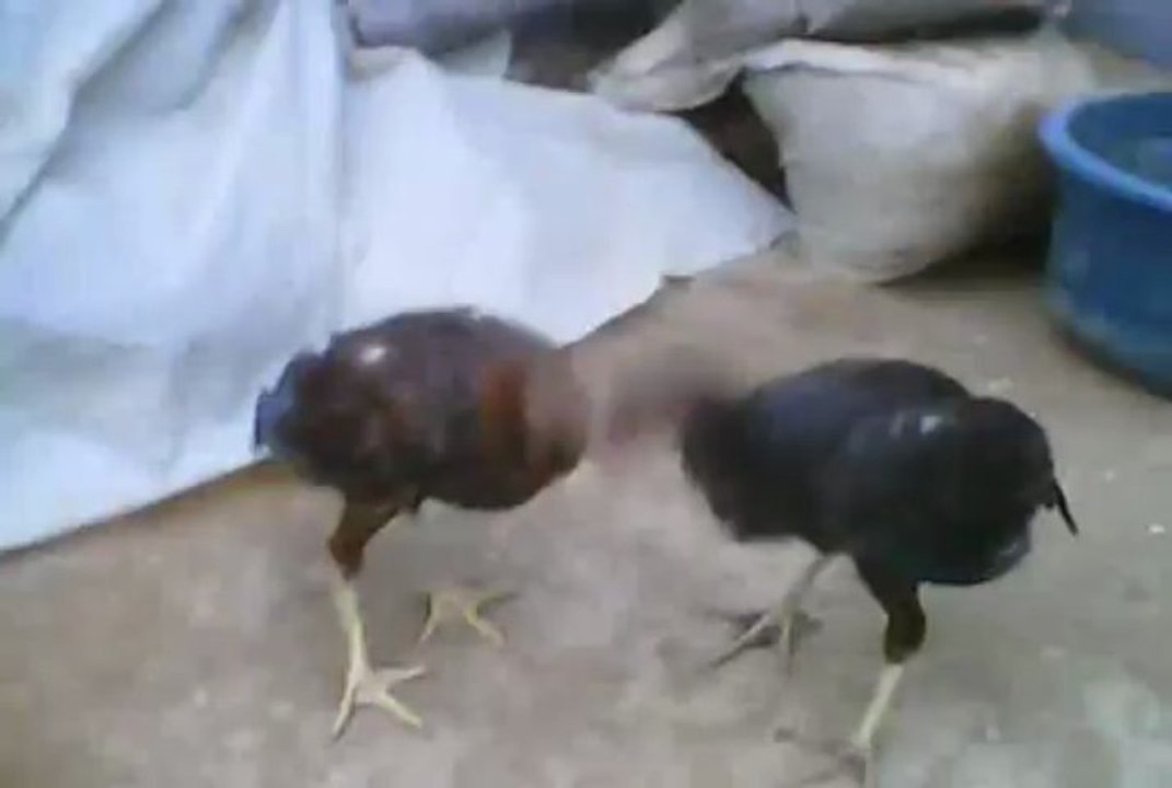 Patre fils