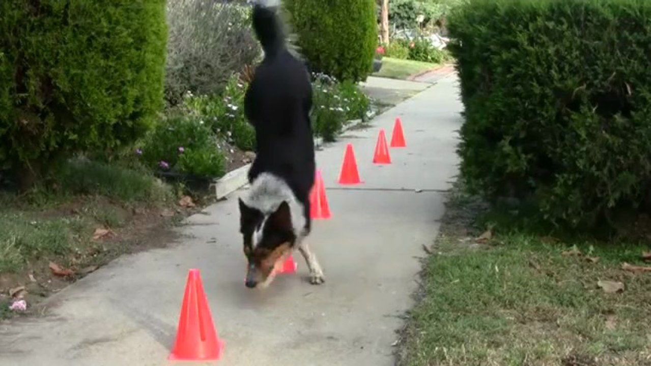 Border Collie Incroyable • Un Super SnOOpy :o)