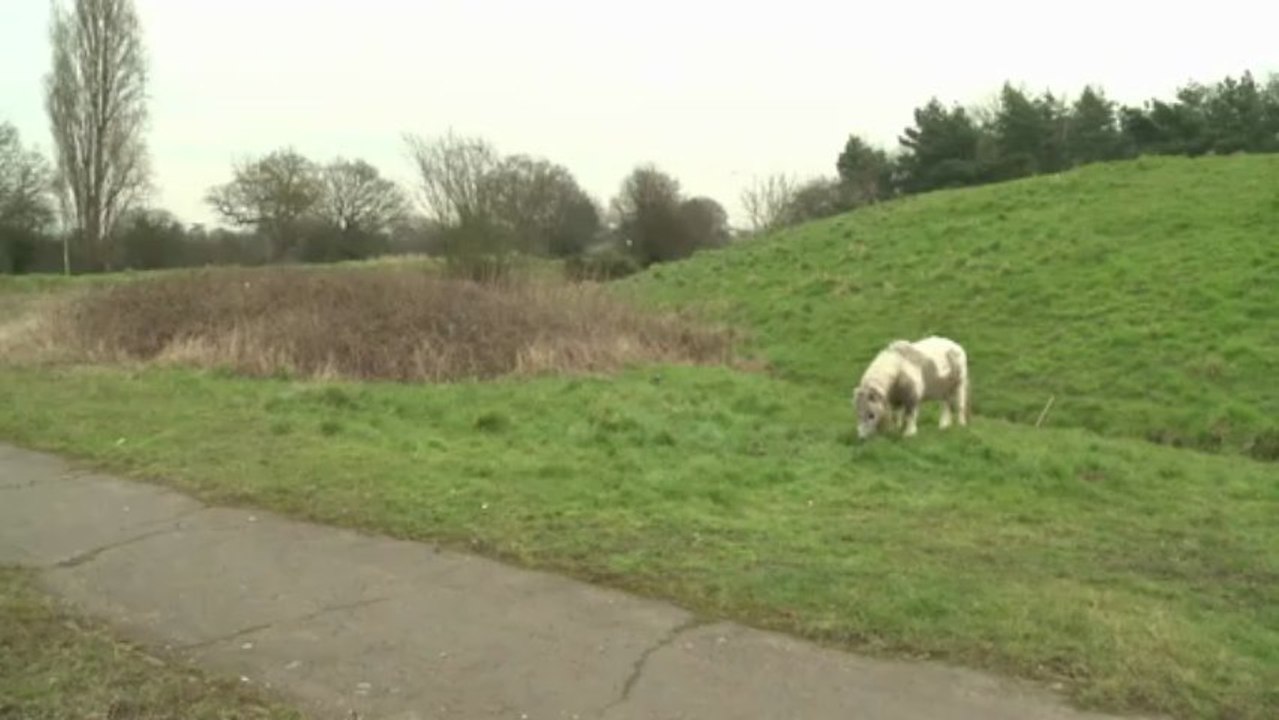 Les chevaux anglais de plus en plus abandonnés