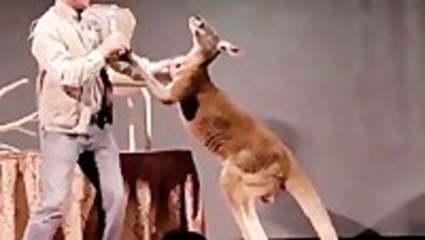 A Boxing Kangaroo