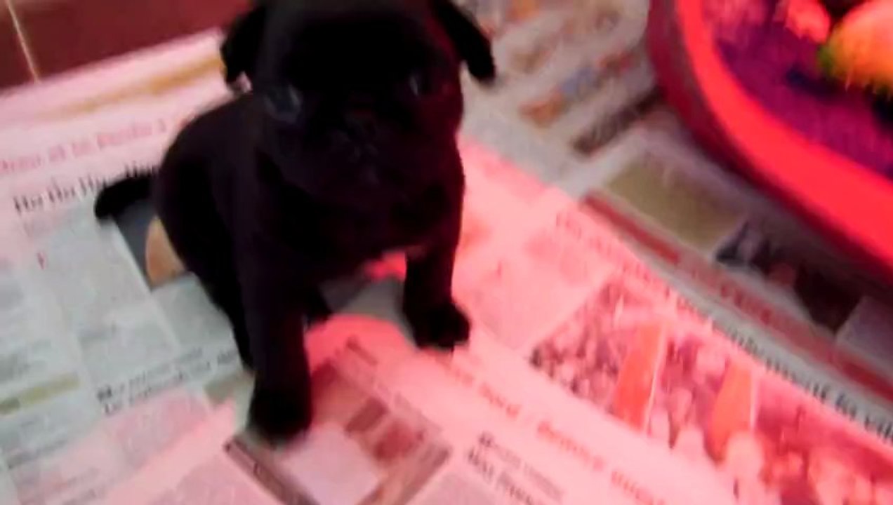 Petits Carlin de 1 mois et demi