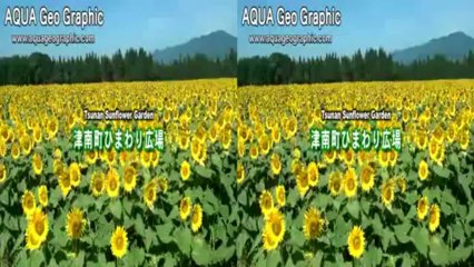 Sunflowers 3D