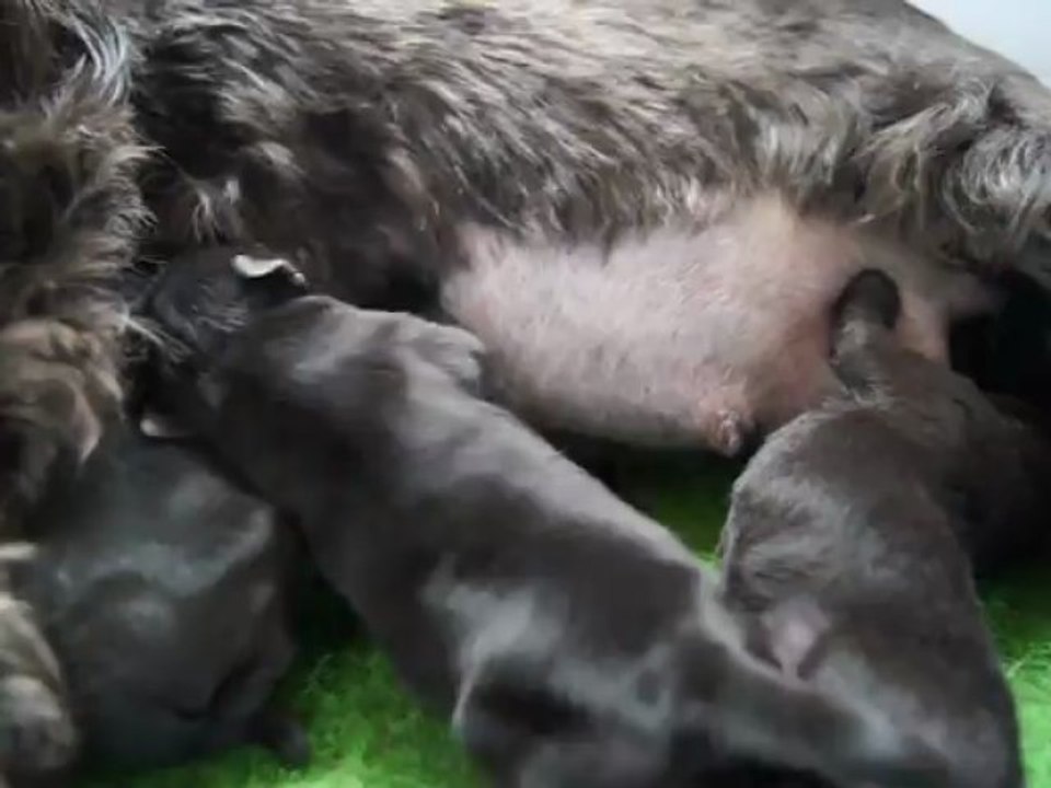 bébés Falbala et Dream Schnauzers nains