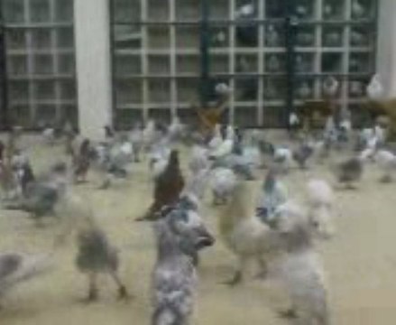 Eyüphan kuşcu kahvesi şanlıurfa 2013- guvercinrehberi.com