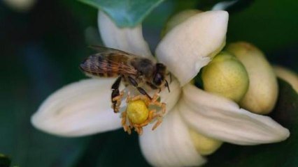 Sharp bee population decline 'linked to pesticides'
