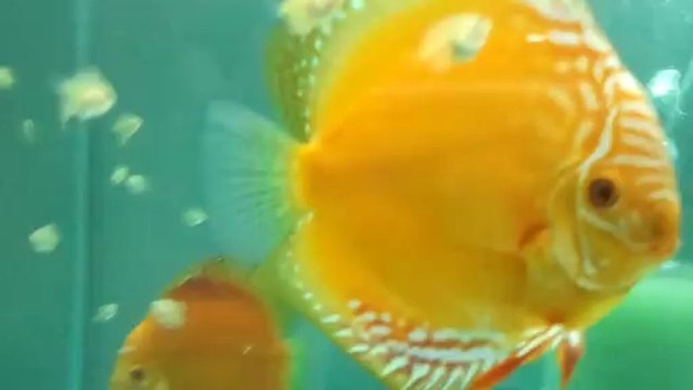 Albino golden discus yavruları 1 aylık oldular