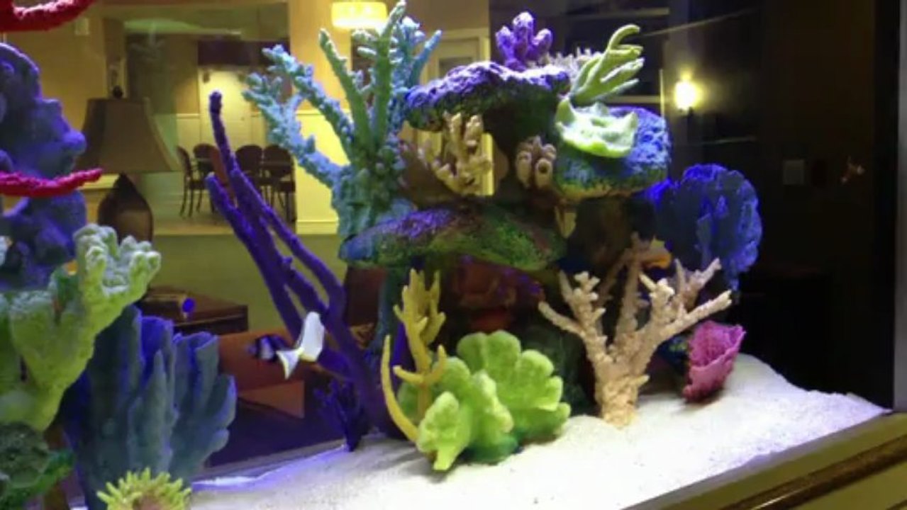 Ponte Vedra, FL. Aquatic Care, Aquariums 904-588-2700 Ponte Vedra Florida.