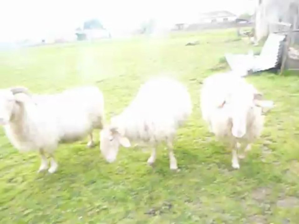 moumouton